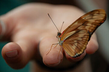 A close-up of a Dryas Butterfly on the fingertips of a person