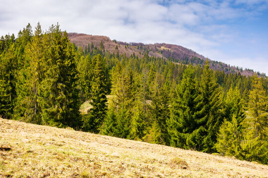 springtime countryside scenery in mountains. coniferous trees on a grassy hill. beautiful carpathian landscape of ukraine on a sunny day. hills with snowy tops in the distance