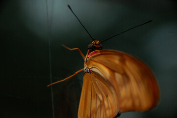 An extreme close-up of a Dryas Butterfly