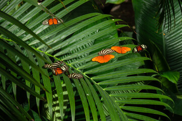Heliconius, Zebra Longwing, and Dryas Butterflies on a green leaf in a greenhouse