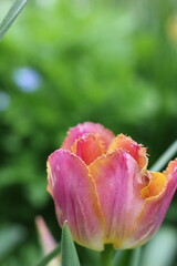 pink tulip growing in the garden