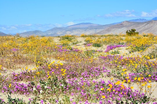 Superbloom Desert Mojave Anza-Borrego California