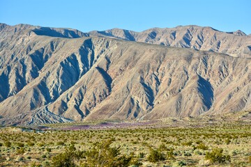 Superbloom Desert Mojave Anza-Borrego California