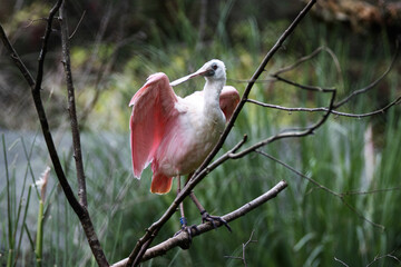 a single Roseate spoonbill (Platalea ajaja) with wings outstretched isolated on a natural green background - obrazy, fototapety, plakaty