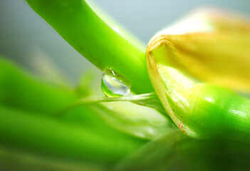 Beautiful water drop on green amaryllis inflorescence - macro shot
