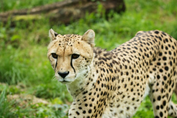 Cheetah (Acinonyx jubatus)  isolated on a natural green background in Devon, UK