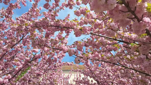 Pink cherry blossoms. Kanzan flowering cherry. The cherry blossom, or sakura, is the flower of trees in Prunus subgenus Cerasus. Prunus serrulata or Japanese cherry is a species of cherry tree that