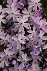 Purple flowers in the garden.