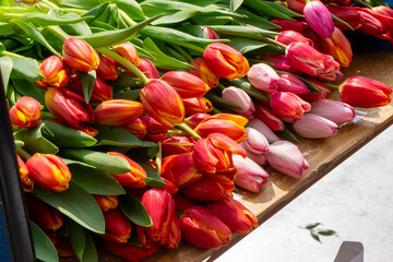 Multicolored, red, yellow, white, lilac tulips on display for sale