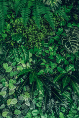 Close-up of a group of green leaves, providing a textured and abstract nature background. Rich foliage textures, exotic greenery, and botanical patterns..