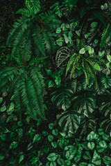 Close-up of a group of green leaves, providing a textured and abstract nature background. Rich foliage textures, exotic greenery, and botanical patterns..