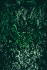 Close-up of a group of green leaves, providing a textured and abstract nature background. Rich...