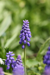 Purple flowers in the garden.