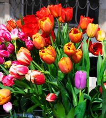 Multicolored, red, yellow, white, lilac tulips on display for sale