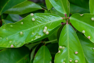 detailed photo of galls on water apple leaves. macro photo of plant leaves infected by parasites or pests