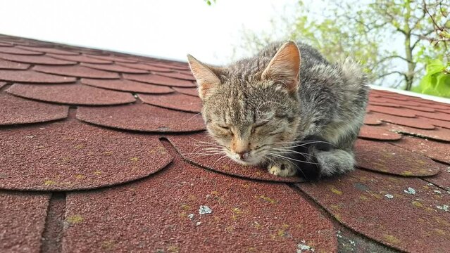 An abandoned sick kitten on the roof of a garden shed. Small diseased kitten on the housetop. The concept of animal veterinary care