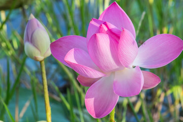 Pink lotus flower blooming in the pond with green background.