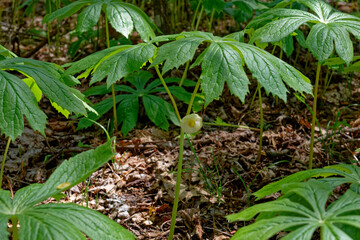 Mayapple plants with a flower closeup view