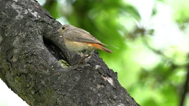 Black Redstart on a tree branch, female (Phoenicurus ochruros) - (4K)