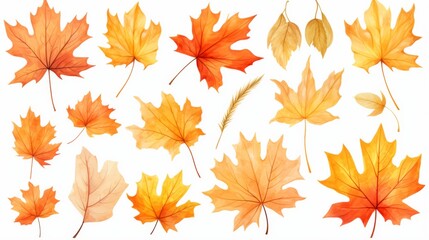 Fototapeta premium A collection of various autumn leaves presented on a crisp, white background highlighting their colors and shapes