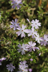 Purple flowers in the garden.