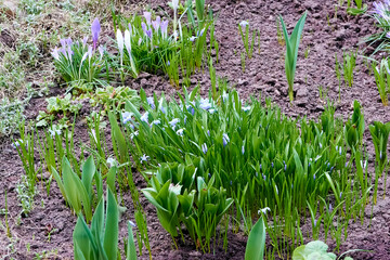Obraz premium beautiful flowering plants white scilla sect, chionodoxa in the spring evening city flower bed near the house. background for designer, artist, screensaver, desktop, wallpaper