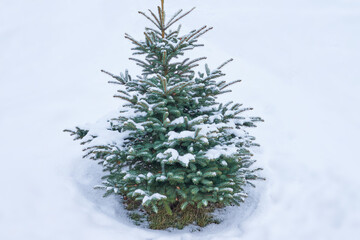 lonely beautiful green snow-covered spruce in the snow on a cloudy winter day. snow covered tree. postcard. desktop. blank for designer