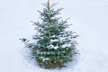 lonely beautiful green snow-covered spruce in the snow on a cloudy winter day. snow covered tree....