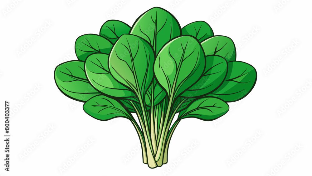 Poster A bunch of spadeshaped deep green leaves that are packed with nutrients and have a slightly bitter taste.  on white background . Cartoon Vector.