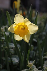 yellow daffodil flower