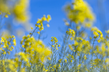 Obraz premium El primer esteroide con actividad hormonal aislado de una fuente natural fue el brassinólido, en 1979 a partir del nabo silvestre Brassica napus