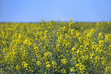 Rapeseed was the third largest source of vegetable oil in 2000, after soybeans, and palm, as well...