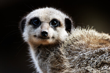 super close up of a Slender tailed meerkat (Suricata suricatta) isolated on a natural green...