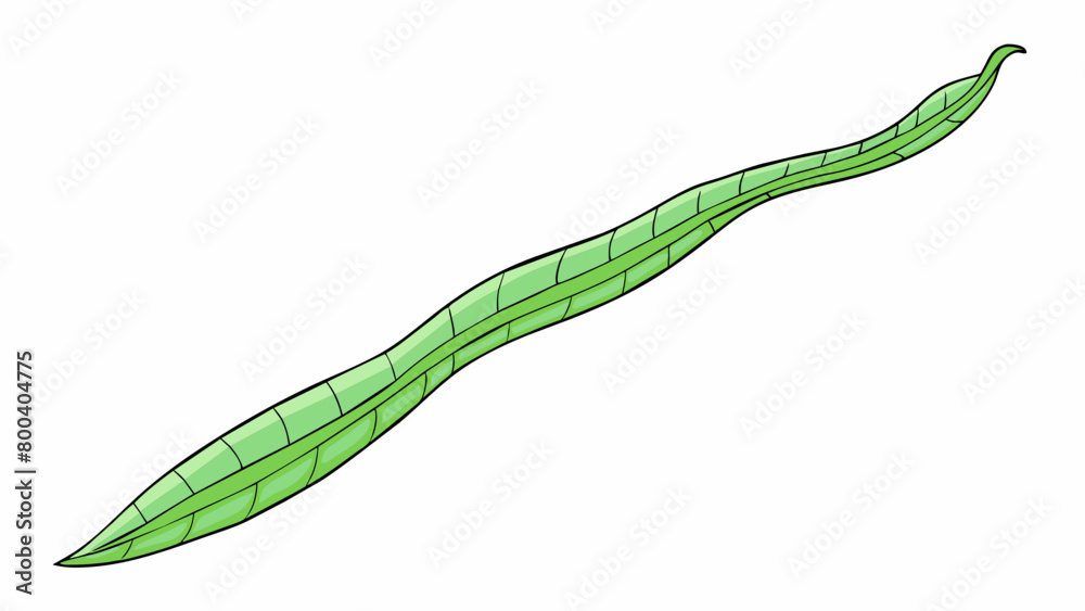 Poster A long slender leafy object with a loose and open shape. Its leaves are a pale green color and have a delicate tender texture.  on white background. Cartoon Vector.