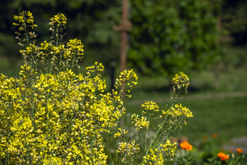 Ochthodium is a monotypic genus of phanerogamous plants belonging to the Brassicaceae family. Its only species: Ochthodium aegyptiacum, is native to Egypt