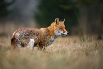 When a fox poses for a photographer in the forest.