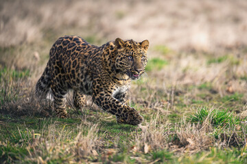 A spotted leopard cub lies and observes the surroundings.