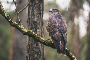 A buzzard in the forest on a tree looks for prey.