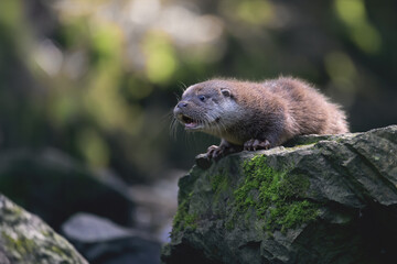 A river otter rests on a forest stream.