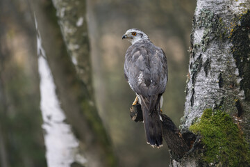 saker falcon flies in the autumn landscape