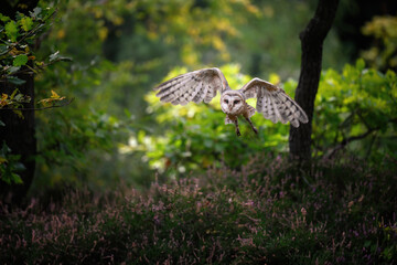 The barn owl spread its wings to take off.