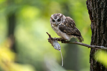 The Indian scops owl (Otus bakkamoena)