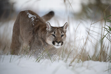 animal, autumn, background, behavior, big, carnivore, cat, close, closeup, cold, concolor, cougar, cougars, cute, dangerous, face, family, fauna, feline, felis, forest, furry, head, hunt, hunter, land