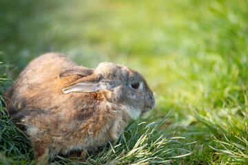 Domestic rabbit or bunny on a green spring meadow in nature, cute animal wildlife, pet on a farm