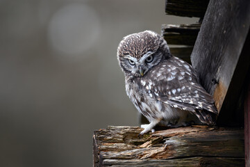 A little angry owl sits on a beam from the roof.