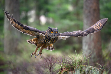 The great eagle owl flies among the trees.