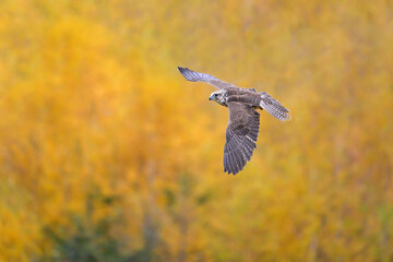 saker falcon flies in the autumn landscape