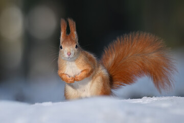 When a fox poses for a photographer in the forest.