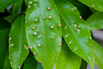 detailed photo of galls on water apple leaves. macro photo of plant leaves infected by parasites or pests
