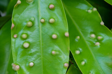 detailed photo of galls on water apple leaves. macro photo of plant leaves infected by parasites or pests